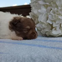 Pudding, a male Pomeranian for sale in Pine Grove, PA – Photo 4 of 6