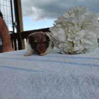 Pudding, a male Pomeranian for sale in Pine Grove, PA – Photo 6 of 6