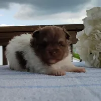 Pudding, a male Pomeranian for sale in Pine Grove, PA – Photo 2 of 6