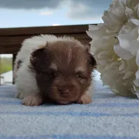 Pudding, a male Pomeranian for sale in Pine Grove, PA – Photo 5 of 6