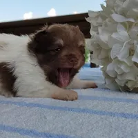Pudding, a male Pomeranian for sale in Pine Grove, PA – Photo 3 of 6