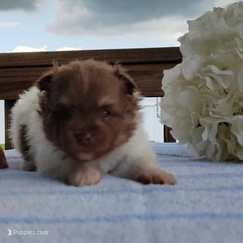 Pudding – Pomeranian puppy for sale in Pine Grove, PA