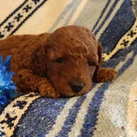 Sully, a male Miniature Goldendoodle for sale in Pine Grove, PA – 3 of 3