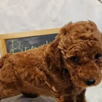 Brooke , a female Miniature Goldendoodle for sale in Pine Grove, PA – 3 of 4