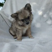 Snickers, a male Pomchi for sale in Pine Grove, PA – 3 of 6