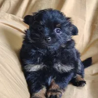 Teddy bear, a male Pomchi for sale in Pine Grove, PA – 2 of 8