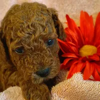 Samantha, a female Miniature Goldendoodle for sale in Pine Grove, PA – 4 of 4