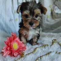 Jolene, a female Yorkshire Terrier for sale in Pine Grove, PA – 4 of 5