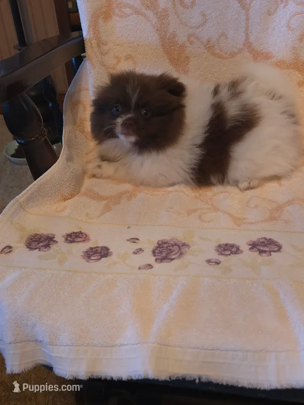 Peachy keen – Pomeranian puppy for sale in Pine Grove, PA