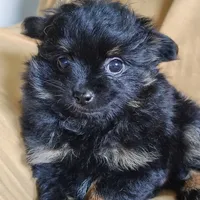 Teddy bear, a male Pomchi for sale in Pine Grove, PA – 7 of 8