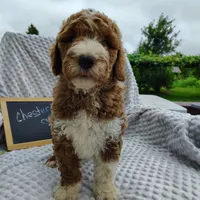 Chester, a male Goldendoodle for sale in Pine Grove, PA – 8 of 9