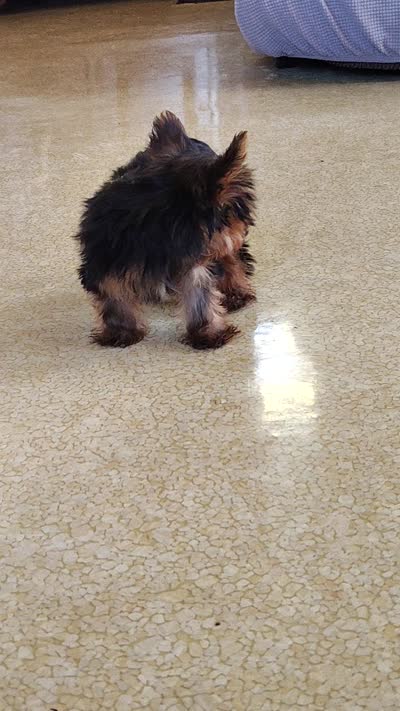 Chip, a male Yorkshire Terrier for sale in Pine Grove, PA – 6 of 6