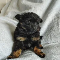 Teddy bear, a male Pomchi for sale in Pine Grove, PA – 4 of 8