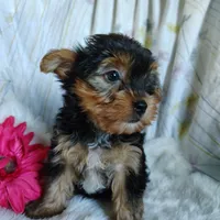 June bug, a female Yorkshire Terrier for sale in Pine Grove, PA – 2 of 5