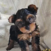 Linus, a male Yorkshire Terrier for sale in Pine Grove, PA – 1 of 5