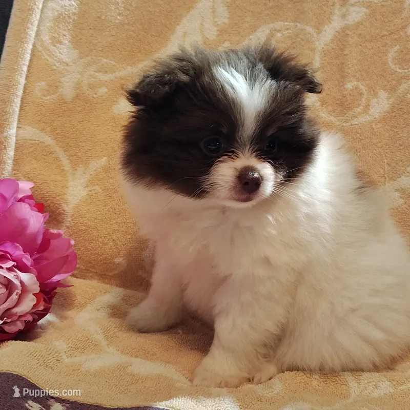 Passion fruit  – Pomeranian puppy for sale in Pine Grove, PA