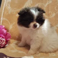 Passion fruit , a female Pomeranian for sale in Pine Grove, PA – 1 of 5