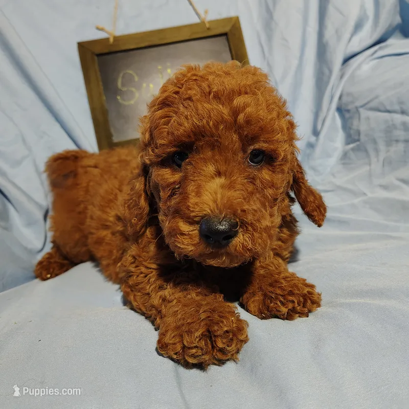 Sully – Miniature Goldendoodle puppy for sale in Pine Grove, PA