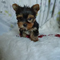 Jemma, a female Yorkshire Terrier for sale in Pine Grove, PA – 5 of 6