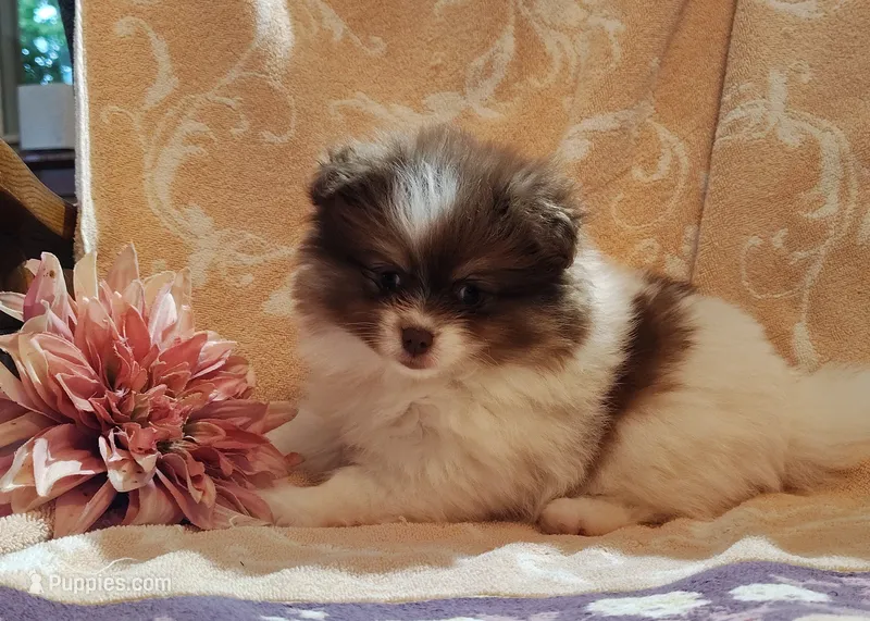 Peachy keen – Pomeranian puppy for sale in Pine Grove, PA
