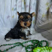 Jet, a male Yorkshire Terrier for sale in Pine Grove, PA – 4 of 6