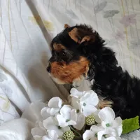 Freddiola, a male Yorkshire Terrier for sale in Pine Grove, PA – 3 of 4
