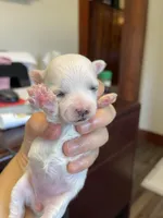 Joyful, a female Morkie for sale in Pine Grove, PA – Photo 5 of 6