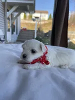 Joyful, a female Morkie for sale in Pine Grove, PA – Photo 3 of 6