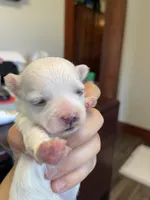 Joyful, a female Morkie for sale in Pine Grove, PA – Photo 4 of 6