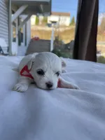 Joyful, a female Morkie for sale in Pine Grove, PA – Photo 2 of 6