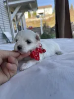 Joyful, a female Morkie for sale in Pine Grove, PA – Photo 1 of 6