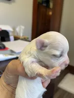 Joyful, a female Morkie for sale in Pine Grove, PA – Photo 6 of 6