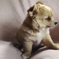 Barbie, a female Pomchi for sale in Pine Grove, PA – 7 of 8