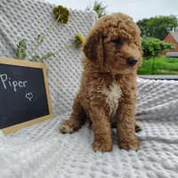 Piper, a male Goldendoodle for sale in Pine Grove, PA – 2 of 4