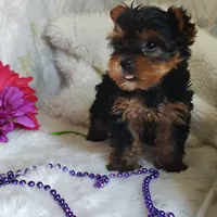 Lilly, a female Yorkshire Terrier for sale in Pine Grove, PA – 1 of 5