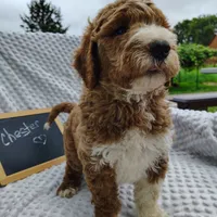 Chester, a male Goldendoodle for sale in Pine Grove, PA – 6 of 9