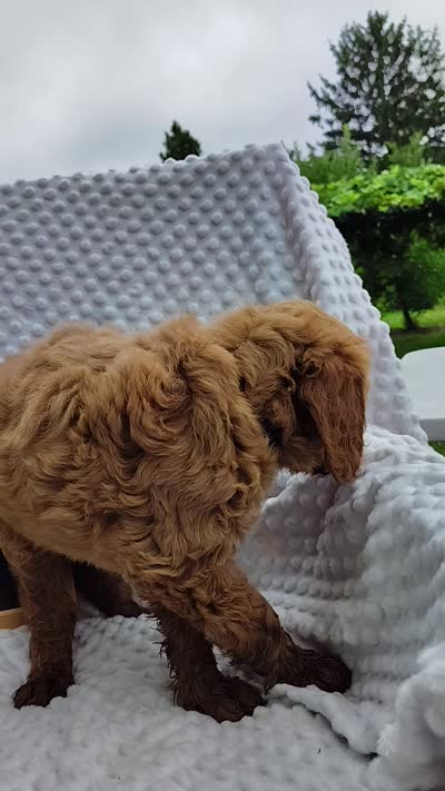 Trevor, a male Goldendoodle for sale in Pine Grove, PA – 8 of 8