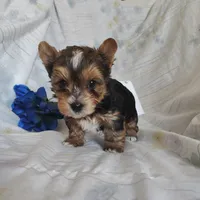 Piper, a male Yorkshire Terrier for sale in Pine Grove, PA – Photo 4 of 5