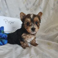 Piper, a male Yorkshire Terrier for sale in Pine Grove, PA – Photo 2 of 5