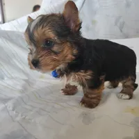 Piper, a male Yorkshire Terrier for sale in Pine Grove, PA – Photo 5 of 5