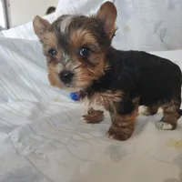 Piper, a male Yorkshire Terrier for sale in Pine Grove, PA – Photo 3 of 5