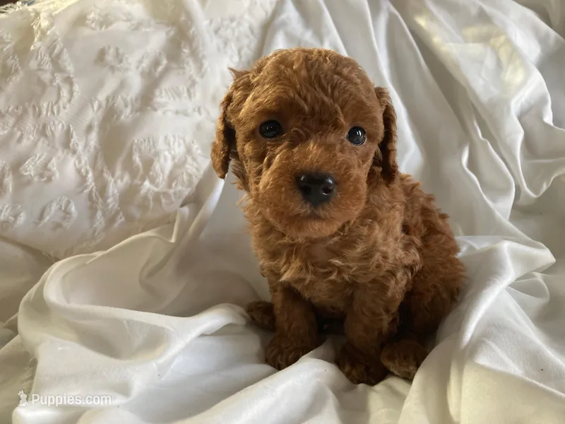 Rajo – Poodle - Miniature  puppy for sale in Pine Grove, PA