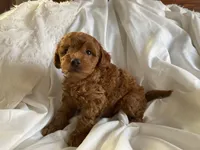 Rajo, a male Poodle - Miniature  for sale in Pine Grove, PA – Photo 2 of 4