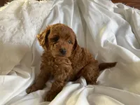 Rajo, a male Poodle - Miniature  for sale in Pine Grove, PA – Photo 4 of 4