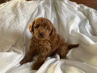 Rajo, a male Poodle - Miniature  for sale in Pine Grove, PA – Photo 3 of 4