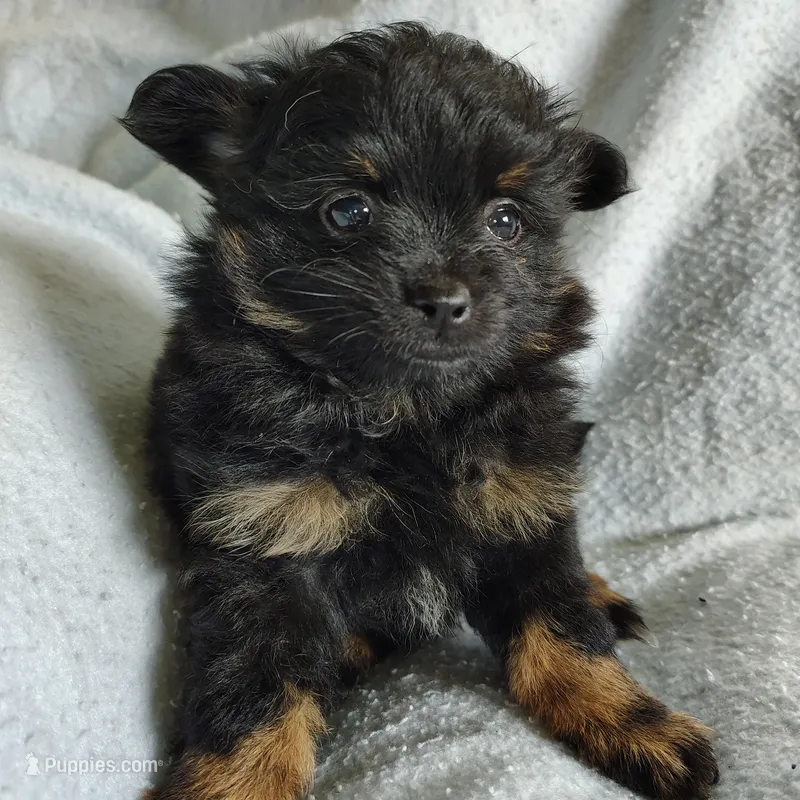 Teddy bear – Pomchi puppy for sale in Pine Grove, PA