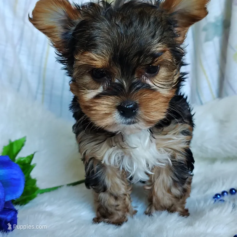 Jesse – Yorkshire Terrier puppy for sale in Pine Grove, PA