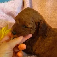 Sunshine, a female Miniature Goldendoodle for sale in Pine Grove, PA – 2 of 9