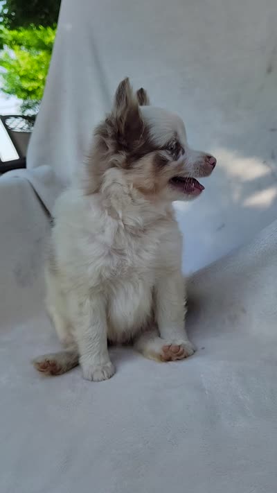 Payday, a male Pomchi for sale in Pine Grove, PA – 5 of 5