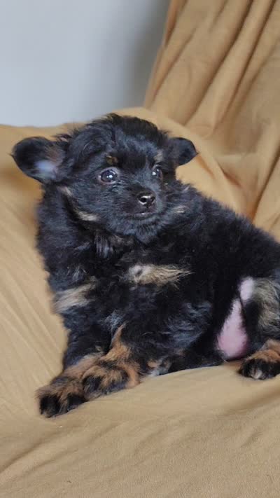 Teddy bear, a male Pomchi for sale in Pine Grove, PA – 8 of 8